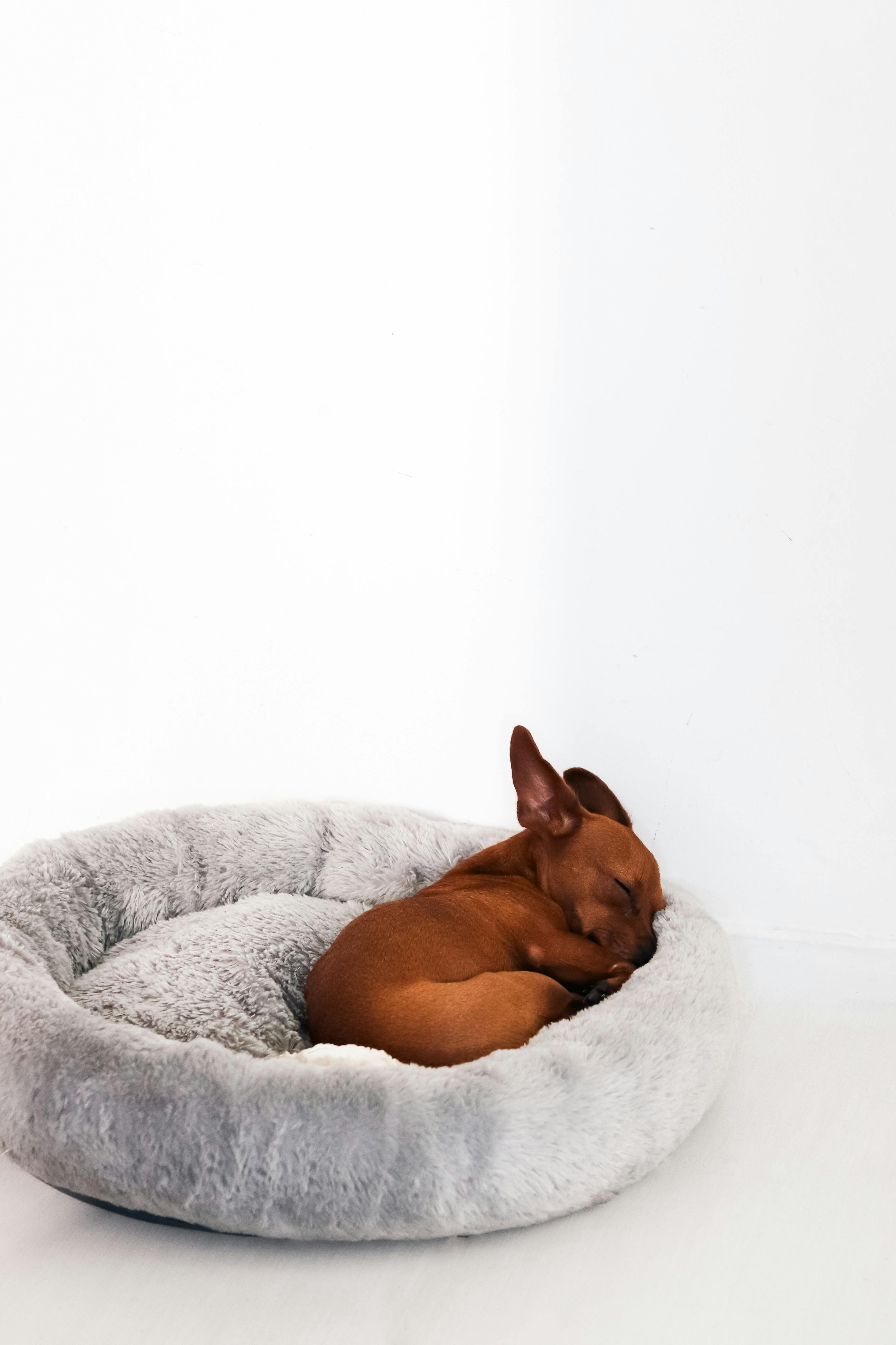 Dog beds comparison